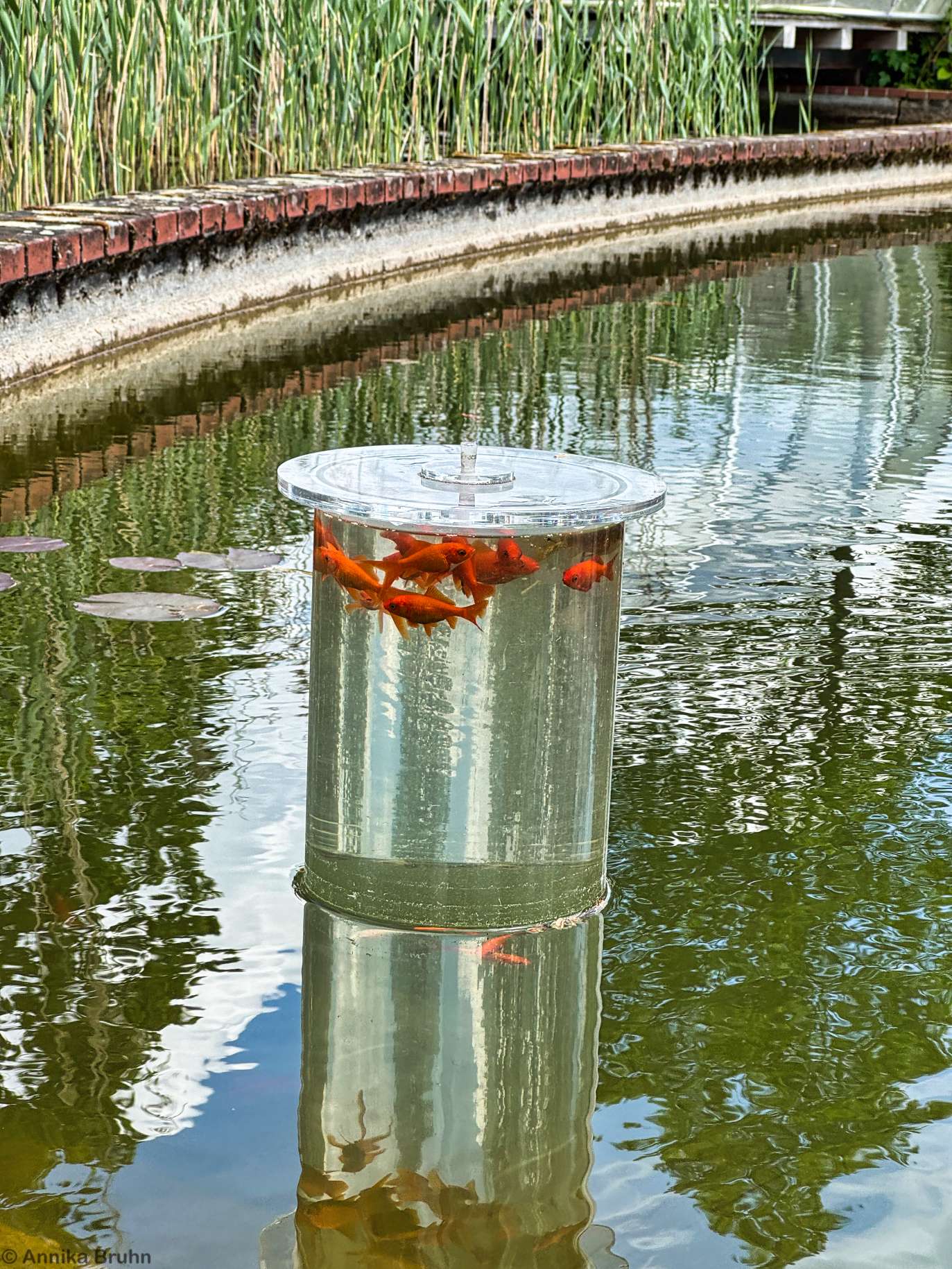 Viel los in der Fischsäule